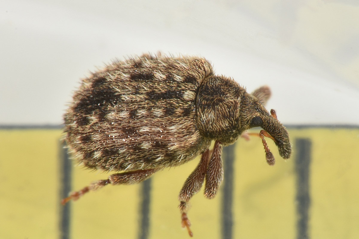 Curculionidae: Cleopus sp.?  S, Cleopus solani